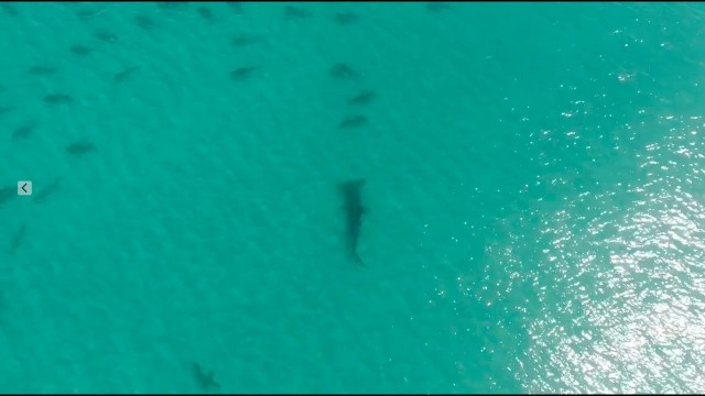 Cá mập đầu búa khổng lồ và chuyến đi săn hàng nghìn con mồi di cư xấu số ảnh 1