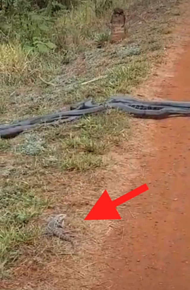 Không chỉ có nhóm sinh viên thú y , mà còn có một còn thằn lằn cũng bị thu hút bởi nhóm những con trăn Nam Mỹ đang băng qua đường.