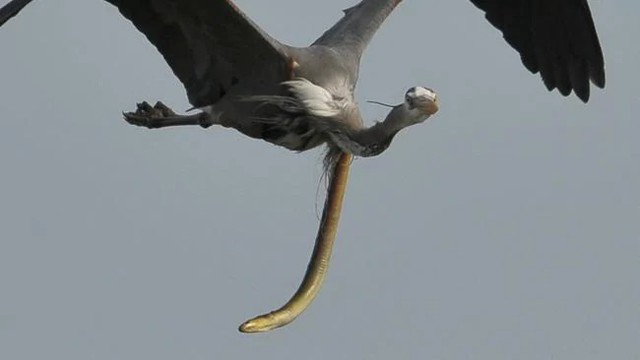 Cảnh tượng trông rất "ra gì và này nọ"... Ảnh: Sam Davis. Cảnh tượng trông rất "ra gì và này nọ"... Ảnh: Sam Davis.