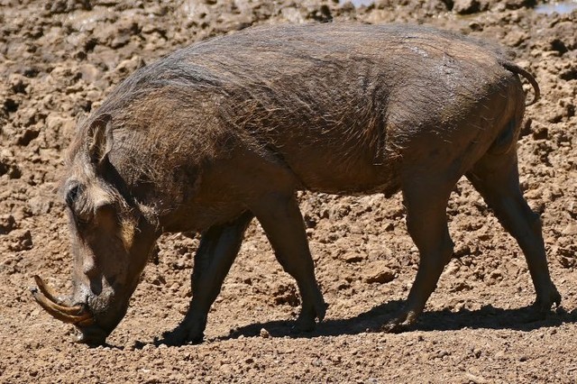 Ở châu Phi, lợn bướu là con mồi béo bở của các loài động vật săn mồi bậc cao.