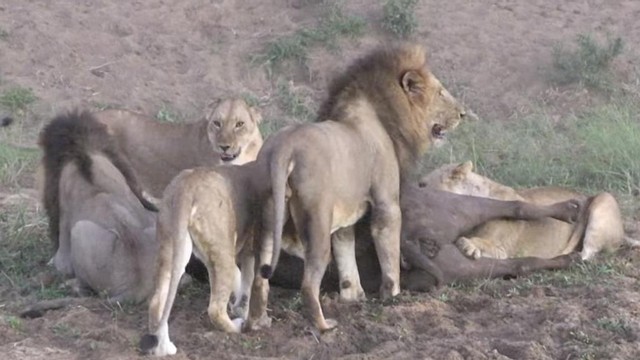Nếu không có pha tranh chấp vô duyên đó thì cả đàn sư tử đã có bữa thịt trâu ấm bụng.
