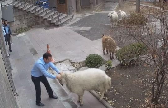 Nỗ lực của nhân viên ngăn chặn đội quân xâm lược nhưng bất thành. Ảnh: Getty.