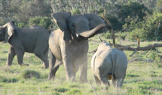 Bị con tê giác lao vào tấn công, con voi bình tĩnh ném cành cây về phía nó, tỏ vẻ đe dọa.