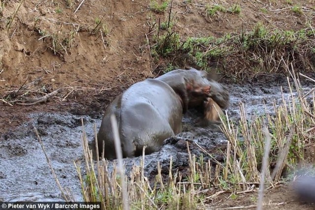 Hà mã cắn chết con linh dương mặc dù trước đó vừa cứu nó. Hà mã cắn chết con linh dương mặc dù trước đó vừa cứu nó.