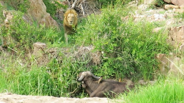 Một con sư tử đi trước thám thính con mồi