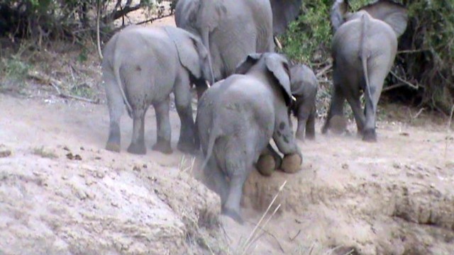 Voi con cuối cùng đã vượt qua được con dốc nhờ có sự giúp sức từcả đàn.