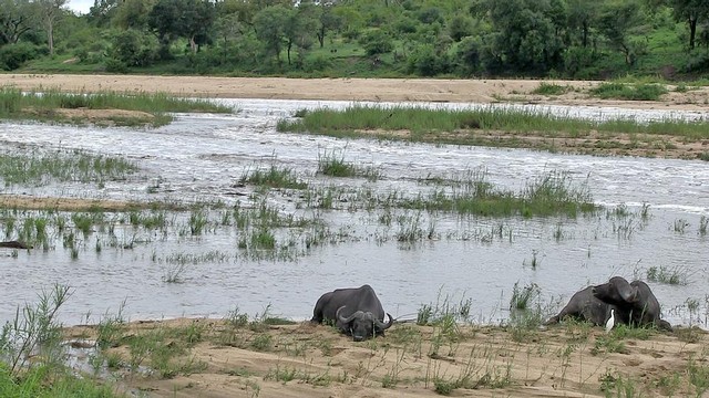 Khung cảnh bình yên khi 2 con trâu đang nằm ngủ trưa. Khung cảnh bình yên khi 2 con trâu đang nằm ngủ trưa.