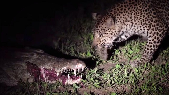 Con báo thăm dò con cá sấu trước khi hành động.