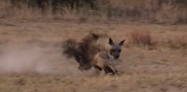 Đã có lúc con linh cẩu chạm được vào lợn đất, tuy nhiên lại không thể giữ chặt được con mồi của mình.