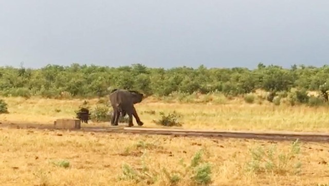 Trước sự hung hãn của con trâu non, con voi cũng bị bối rối bởi không biết phải làm sao để không làm tổn thương con trâu. Trước sự hung hãn của con trâu non, con voi cũng bị bối rối bởi không biết phải làm sao để không làm tổn thương con trâu.