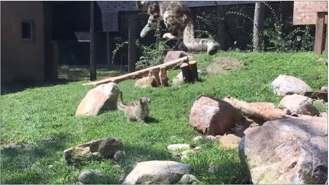 Báo tuyết có thể bật nhảy rất xa và cao.