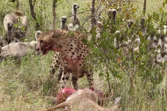 Con báo không thể ăn ngon miệng khi xung quanh bị bao vây bởi lũ kền kền.
