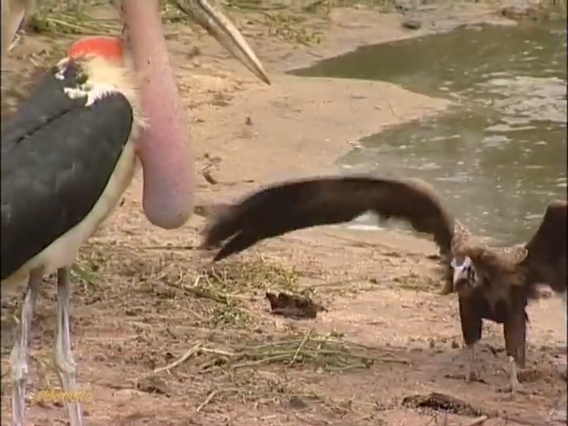 Hai kẻ ăn xác chết có chiếc đầu trọc lốc là đối thủ truyền kiếp của nhau.