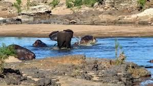 Con voi nổi điên, xua đuổi cả đàn hà mã ra khỏi khu vực bờ sông.