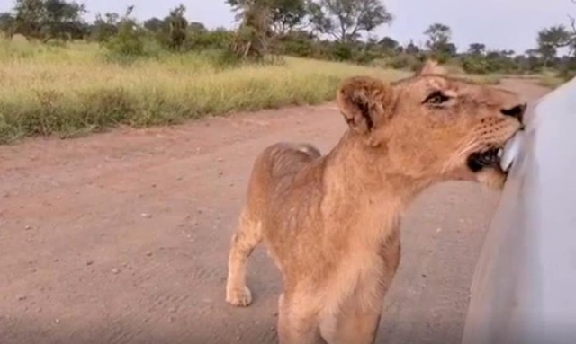 Sư tử có thể dùng răng để mở cửa xe ô tô... Sư tử có thể dùng răng để mở cửa xe ô tô...