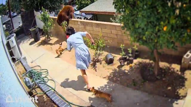 Hailey chạy đến giải cứu những chú chó của mình.