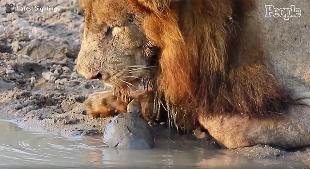 Quậy sư tử đực chưa đủ...