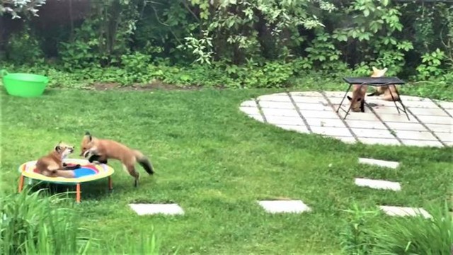 Ngắm nhìn bầy cáo chơi đùa với nhau trở thành một niềm vui mỗi ngày của gia đình anh Davis.