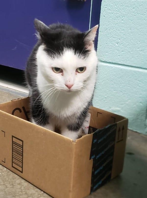 Ngày đầu tiên đến trung tâm chăm sóc đã lì lợm cố thủ trong chiếc hộp, từ chối mọi yêu cầu di chuyển của con người.