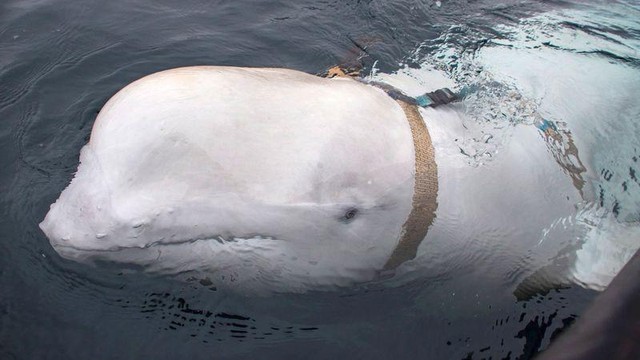 Con cá voi trắng có thân phận bí ẩn, quanh người đeo chiếc nịt có khác dòng chữ "Equipment St Petersburg".