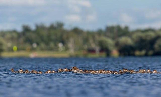 Brent Cizek ước tính có khoảng 76 con vịt trong tấm hình. Brent Cizek ước tính có khoảng 76 con vịt trong tấm hình.