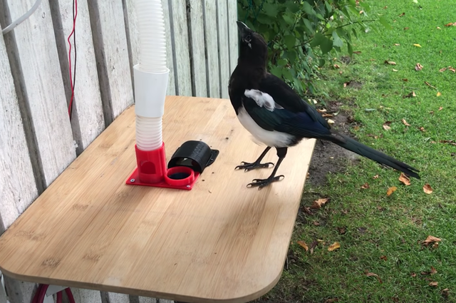 Nhét vỏ chai vào xong thì chờ đợi thức ăn được trả lại.