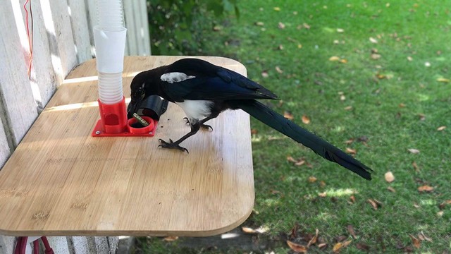 Camera ghi hình lại cảnh chim ác là khéo léo nhét vỏ chai vào chiếc máy để đổi lấy thức ăn.