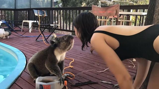 Chú gấu Koala thích được quan tâm, yêu chiều.