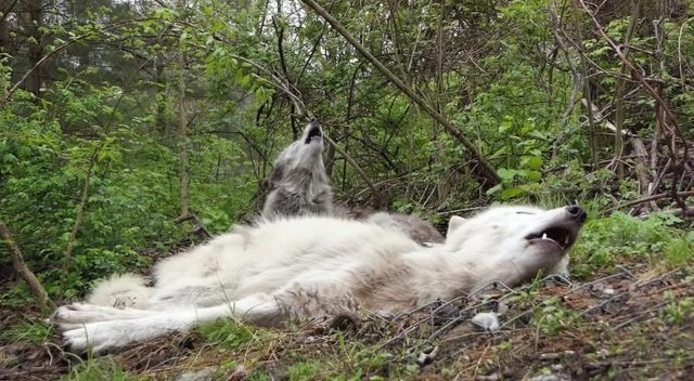 Lười lắm rồi vẫn phải "cố gắng" để điểm danh.