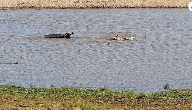 Hà mã sau khi thấy cá sấu săn được bò đã kéo đến tấn công.