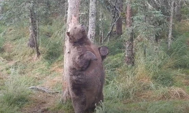 Bức ảnh chụp năm 2018 cho thấy gấu 747 đã rất to lớn.