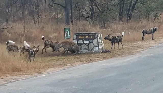 Con linh cẩu mẹ phải dựa vào bức tường mới có thể né tránh được các đòn tấn công của đàn chó hoang. Con linh cẩu mẹ phải dựa vào bức tường mới có thể né tránh được các đòn tấn công của đàn chó hoang.