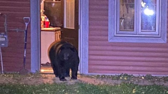 Con gấu đen đã đột nhập vào căn nhà từ một chiếc cửa sổ quên đóng.