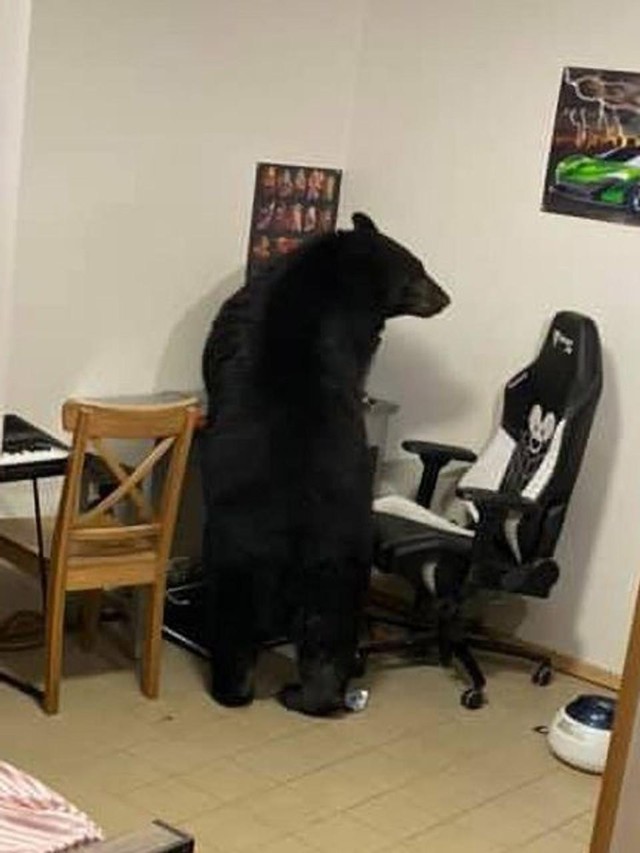 Con gấu đi thẳng một mạch đến chiếc bàn máy tính để thực hiện duy nhất một công việc...