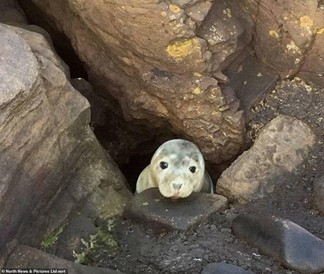 Khuôn mặt ngơ ngác của chú hải cẩu khiến không ai hiểu được tình trạng khó khăn của nó.