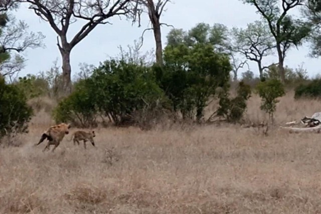 Chỗ trốn không còn an toàn thì 36 kế, chuồn là thượng sách.