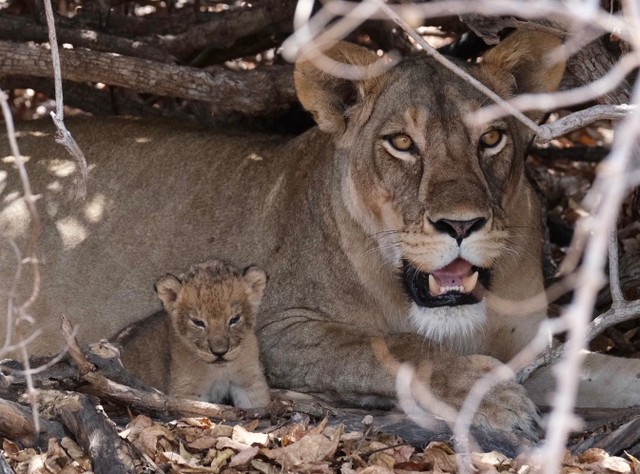 Chỗ trú của gia đình nhà sư tử. Chỗ trú của gia đình nhà sư tử.