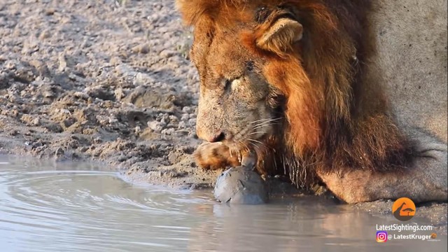 Kẻ lạ mặt uống nước mà không xin phép.