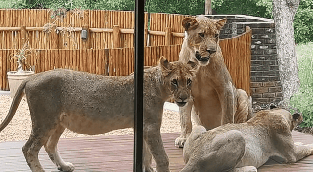 Những vị khách không mời mà đến...