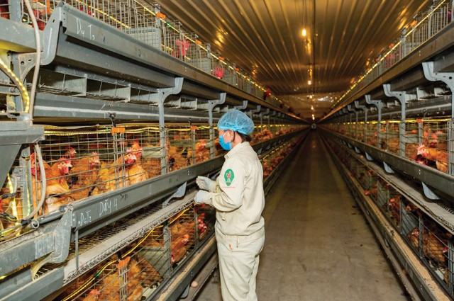 Trại gà giống và gà đẻ trứng của Dabaco. Trại gà giống và gà đẻ trứng của Dabaco.