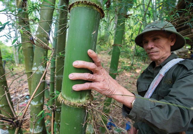 Cây tre đang trở thành cây “xóa đói giảm nghèo” cho bà con nông dân Quan Hóa, Thanh Hóa. Ảnh: Tổ chức Oxfarm tại Việt Nam.