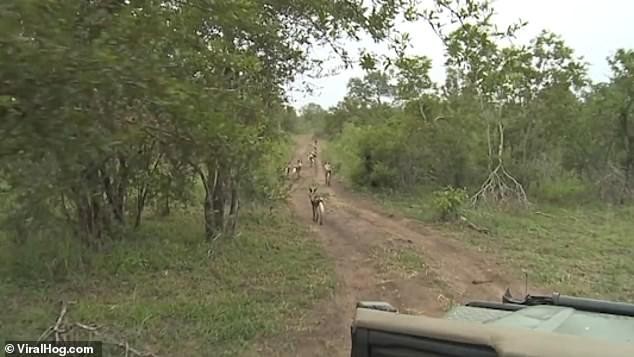 Đoàn khách của anh Brent Leo-Smith theo chân đàn chó.