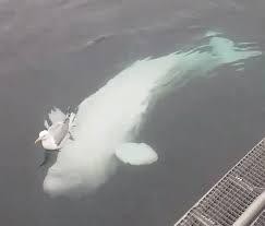 Hai con vật có vẻ rất thích thú với việc chơi trò "ú òa" với nhau.