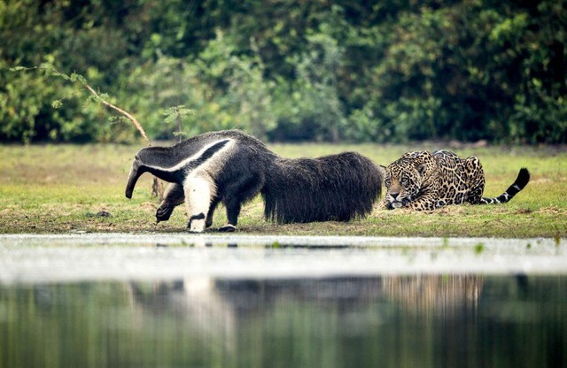 Con báo không hề tỏ ra bất kỳ dấu hiệu nào sẽ tấn công con thú ăn kiến khổng lồ.