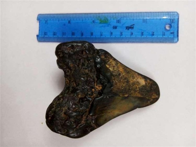 Hình ảnh chiếc răng 3 triệu năm tuổi.