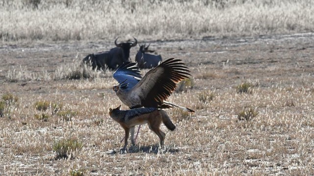 Con chim "đè đầu cưỡi cổ" chú chó tội nghiệp.