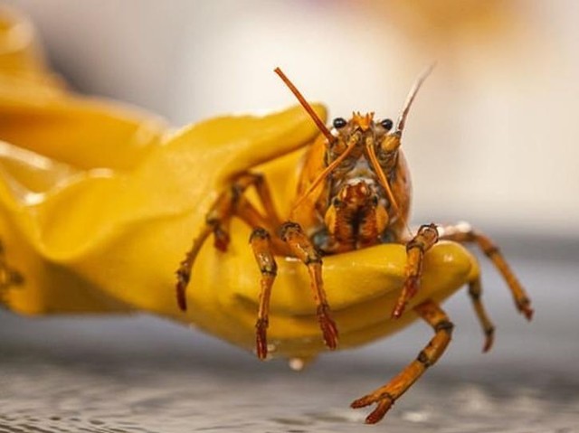 Nhưng tôm hùm vàng mới là loài tôm hùm quý hiếm nhất trên thế giới. Ảnh: UONE. Nhưng tôm hùm vàng mới là loài tôm hùm quý hiếm nhất trên thế giới. Ảnh: UONE.