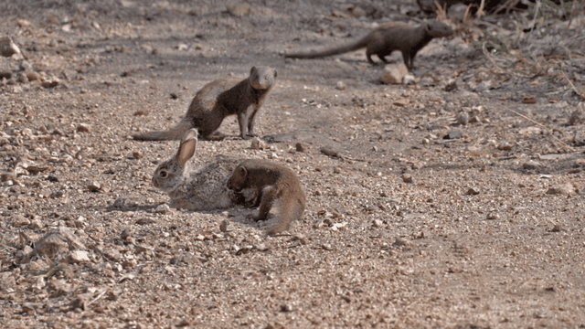 Cả đàn mangut bao vây con thỏ tội nghiệp.