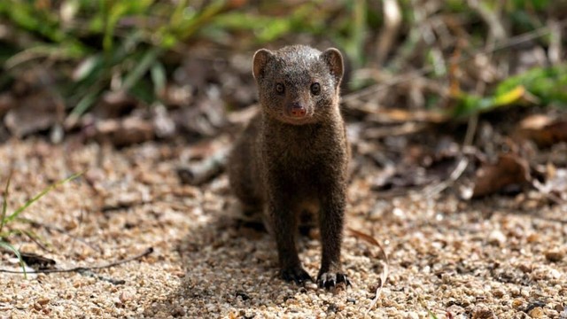 Khuôn mặt đáng yêu của cầy cầy mangut.