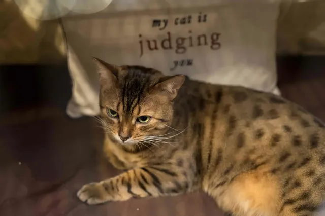 Những ác cảm về việc loài mèo không quan tâm hay lười tương tác với con người có lẽ đã đến lúc cần phải chấm dứt.